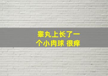 睾丸上长了一个小肉球 很痒